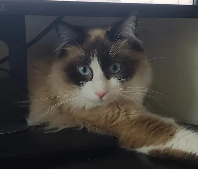 Lost cat in Pinehurst, TX, 77362