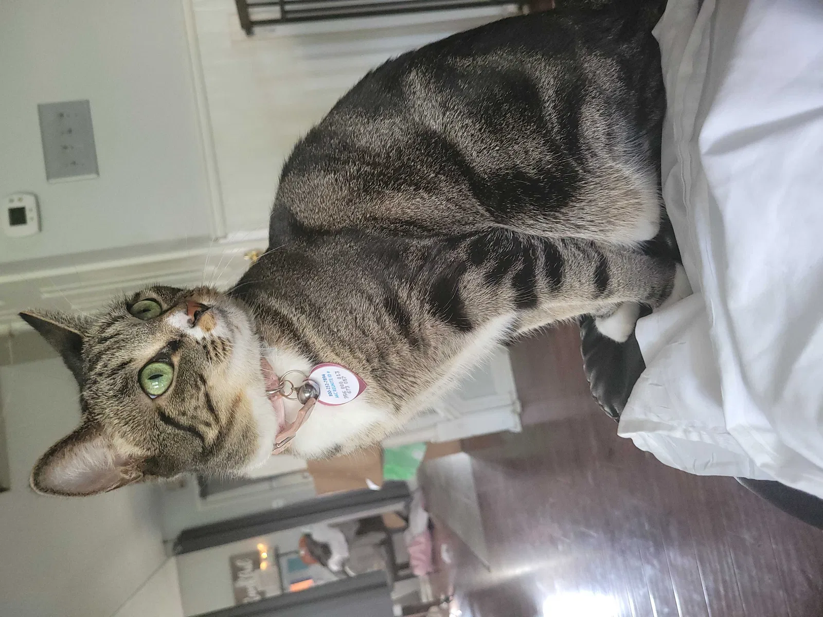 Lost cat in Indianapolis, IN, 46239