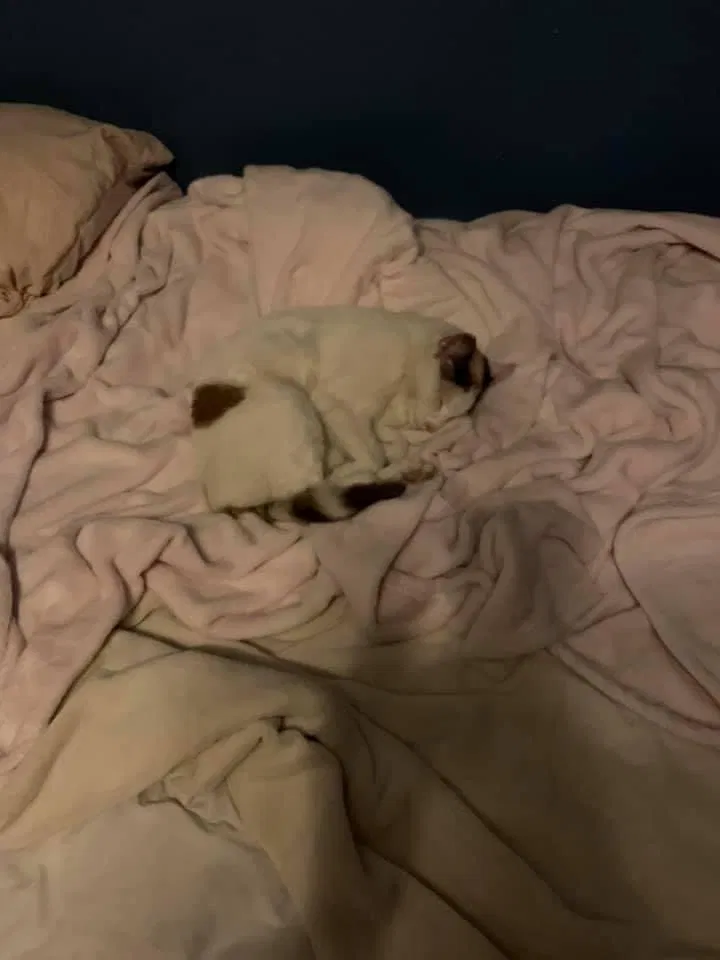 Lost cat in Porter, TX, 77365
