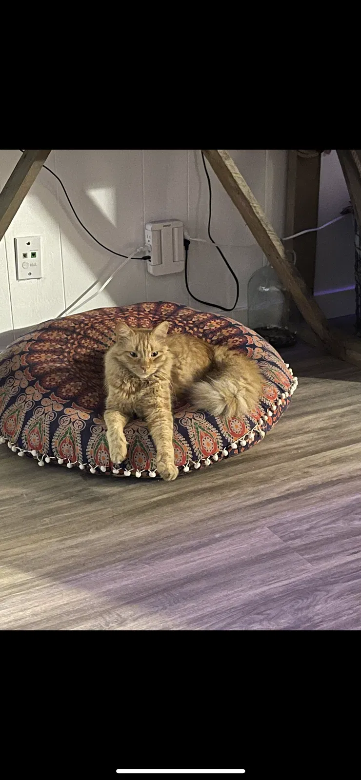 Lost cat in San Diego, CA, 92109