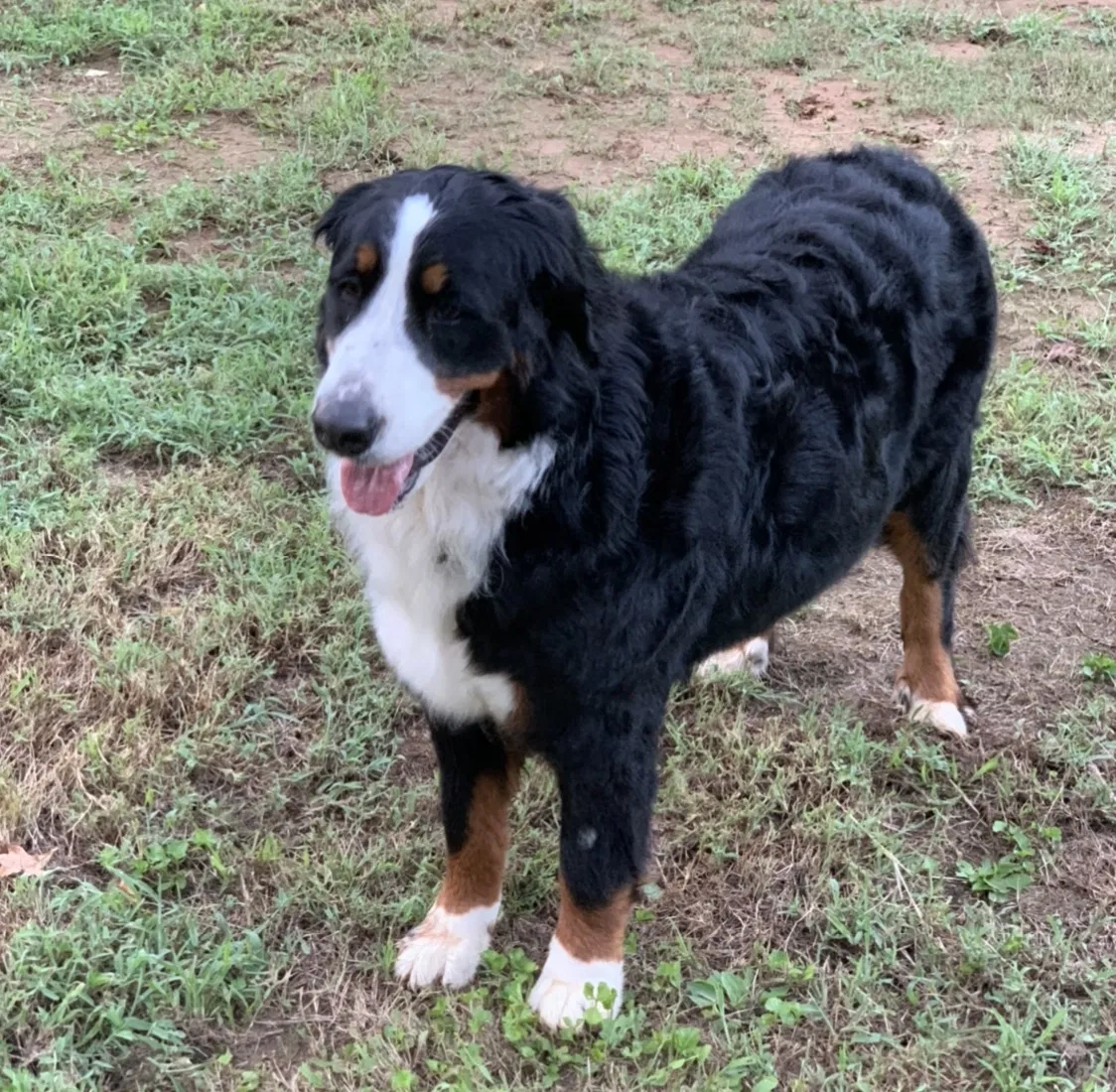 Lost dog in Cleveland, TN, 37312