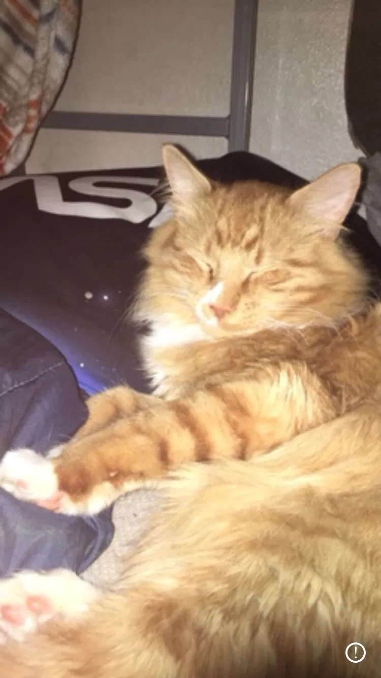 Lost cat in Loveland, CO, 80538
