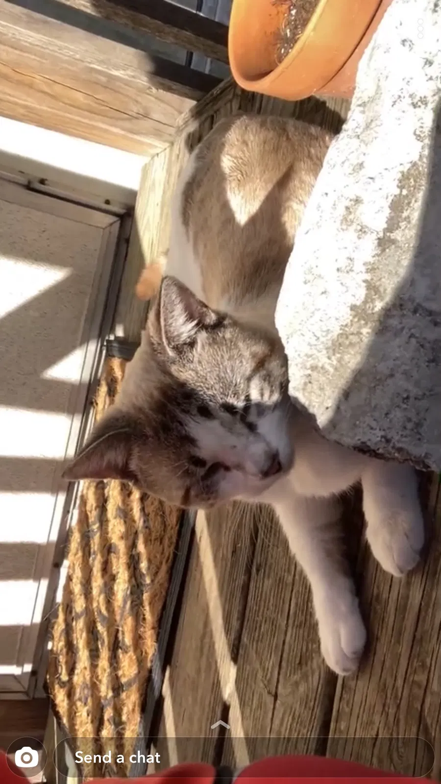Lost cat in Wesley Chapel, FL, 33545