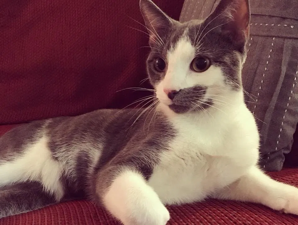 Lost cat in Indianapolis, IN, 46201