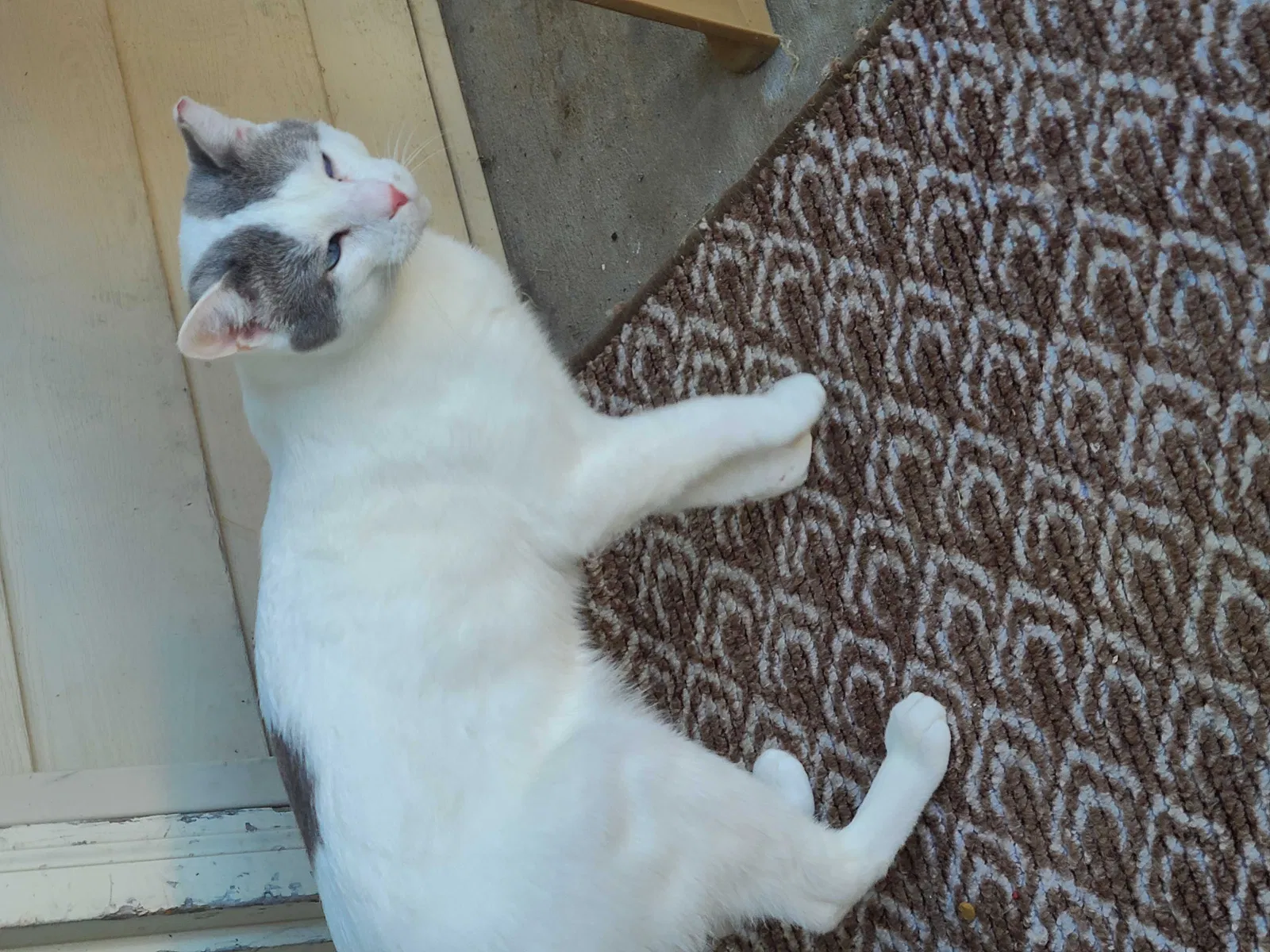 Lost cat in Hutchinson, KS, 67501