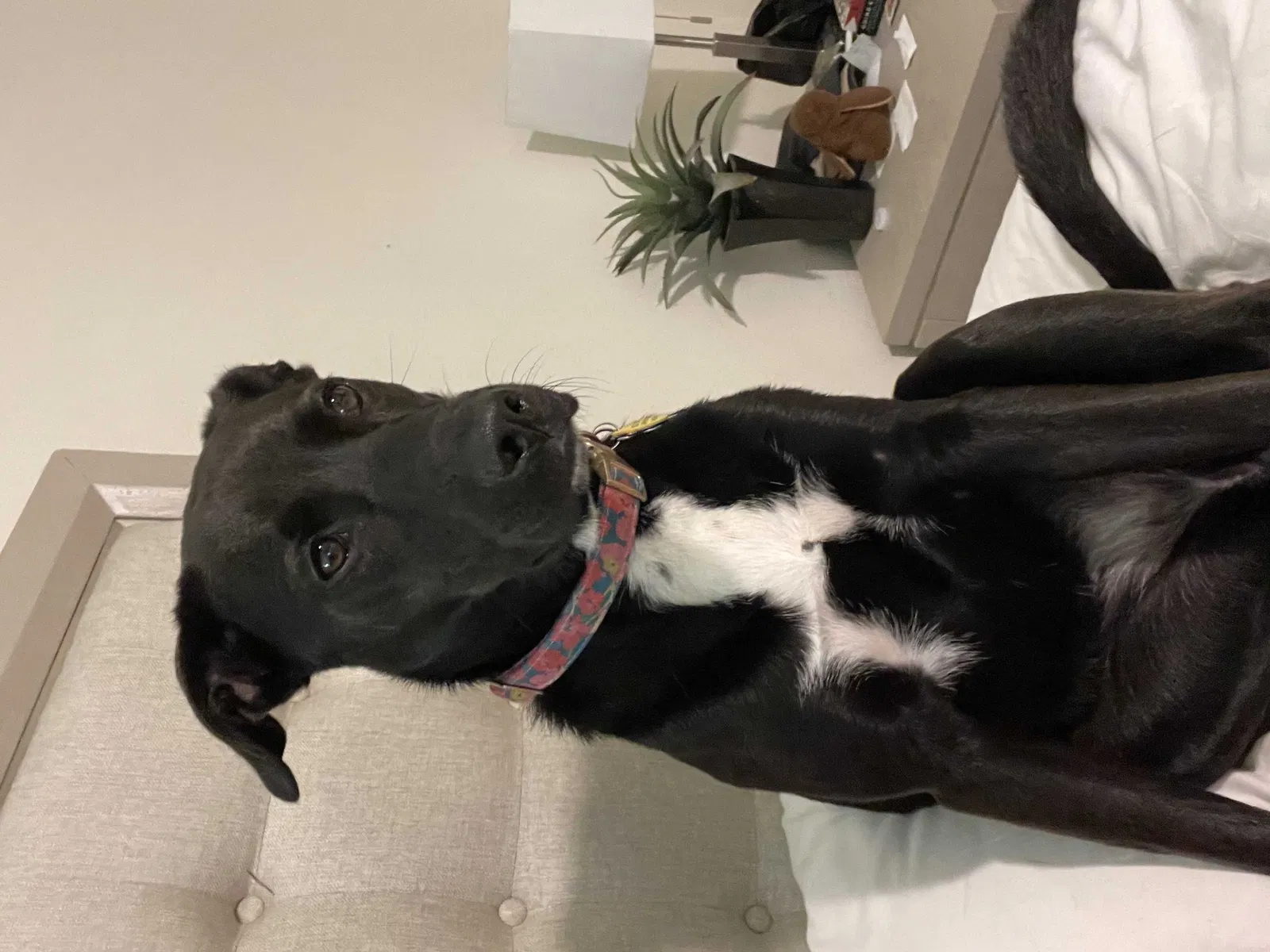 Lost dog in Dallas, TX, 75231