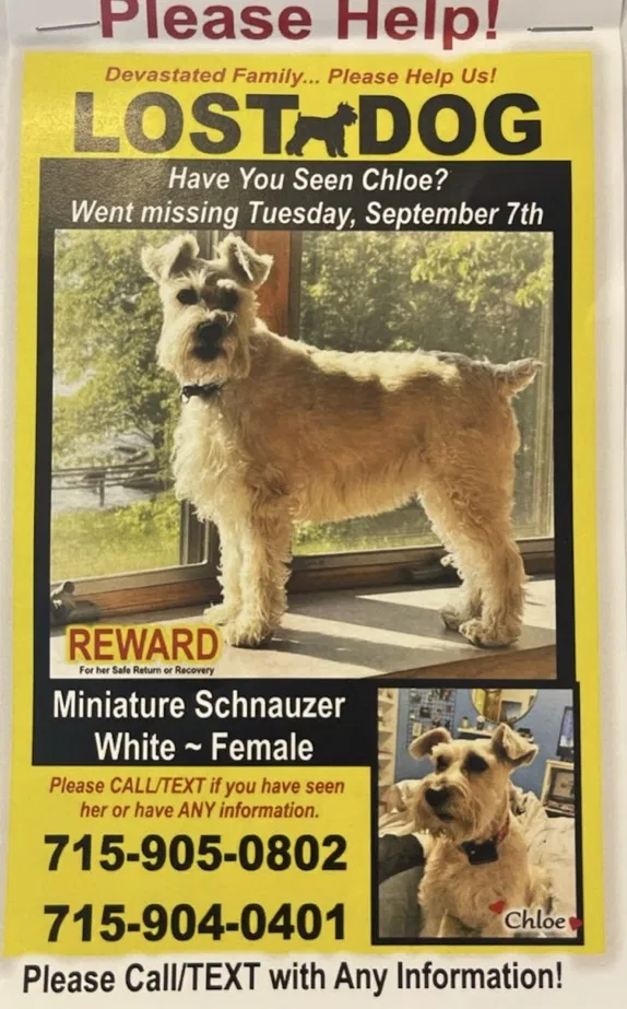 Lost dog in Mercer, WI, 54547