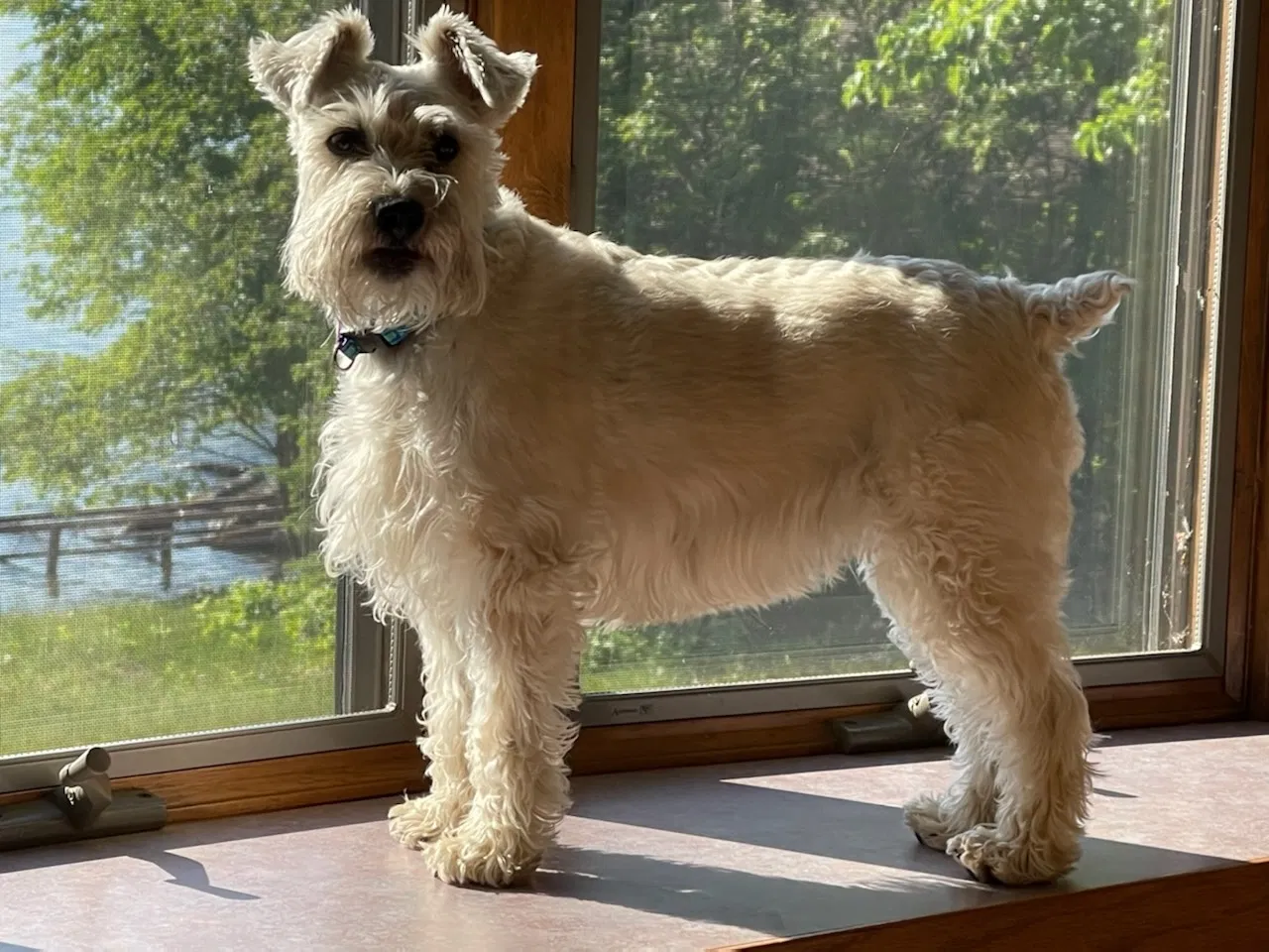 Lost dog in Mercer, WI, 54547