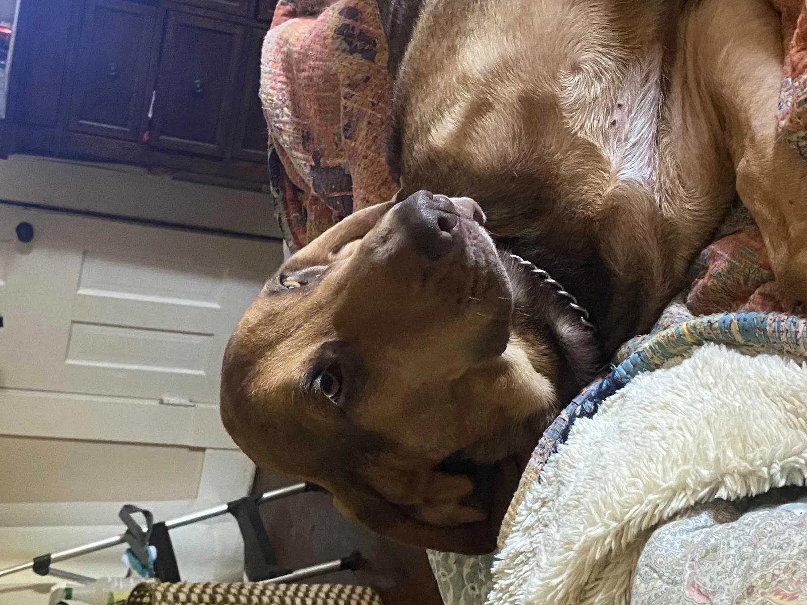 Lost dog in Waskom, TX, 75692