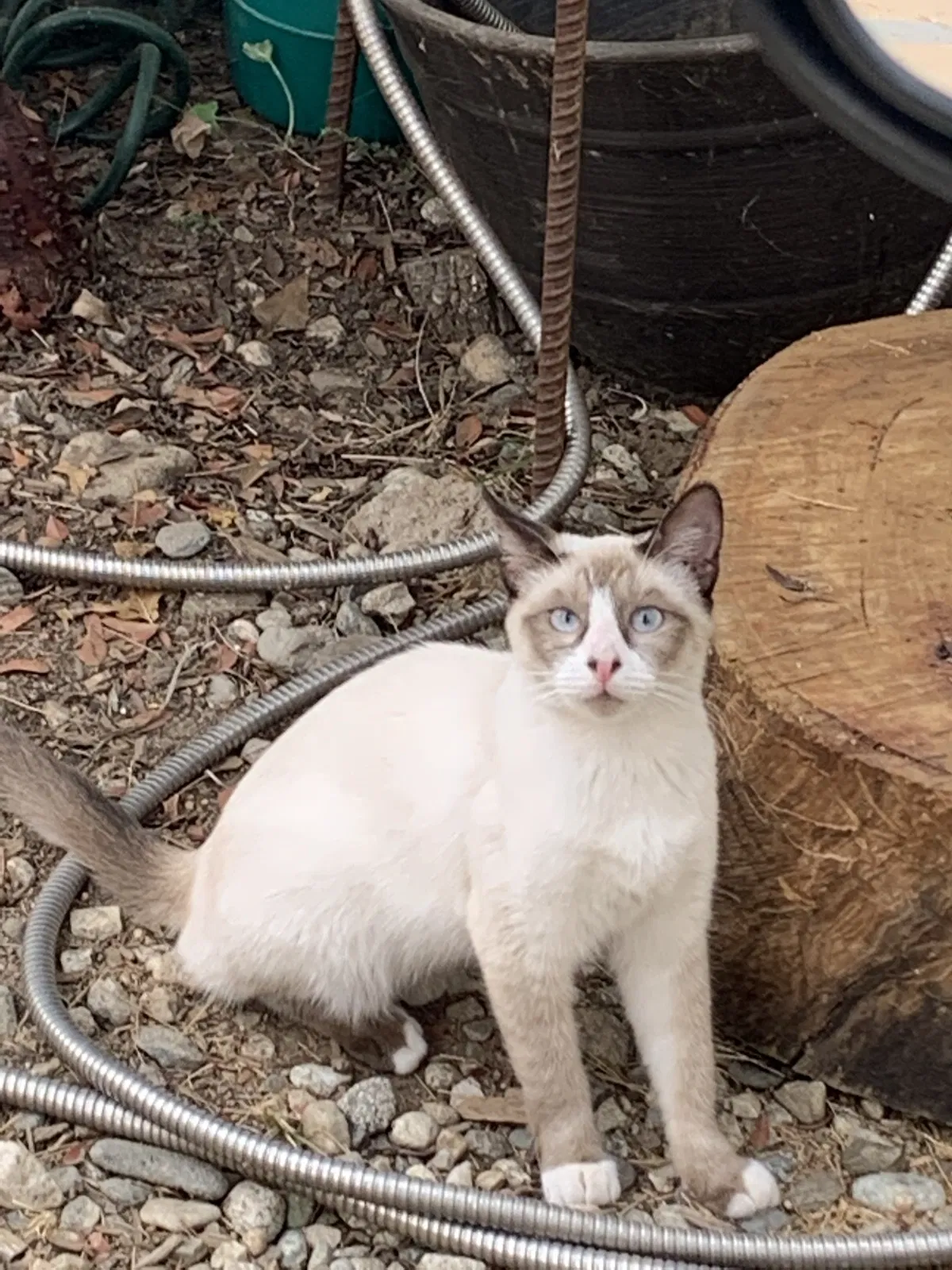 Lost cat in Los Angeles, CA, 90041