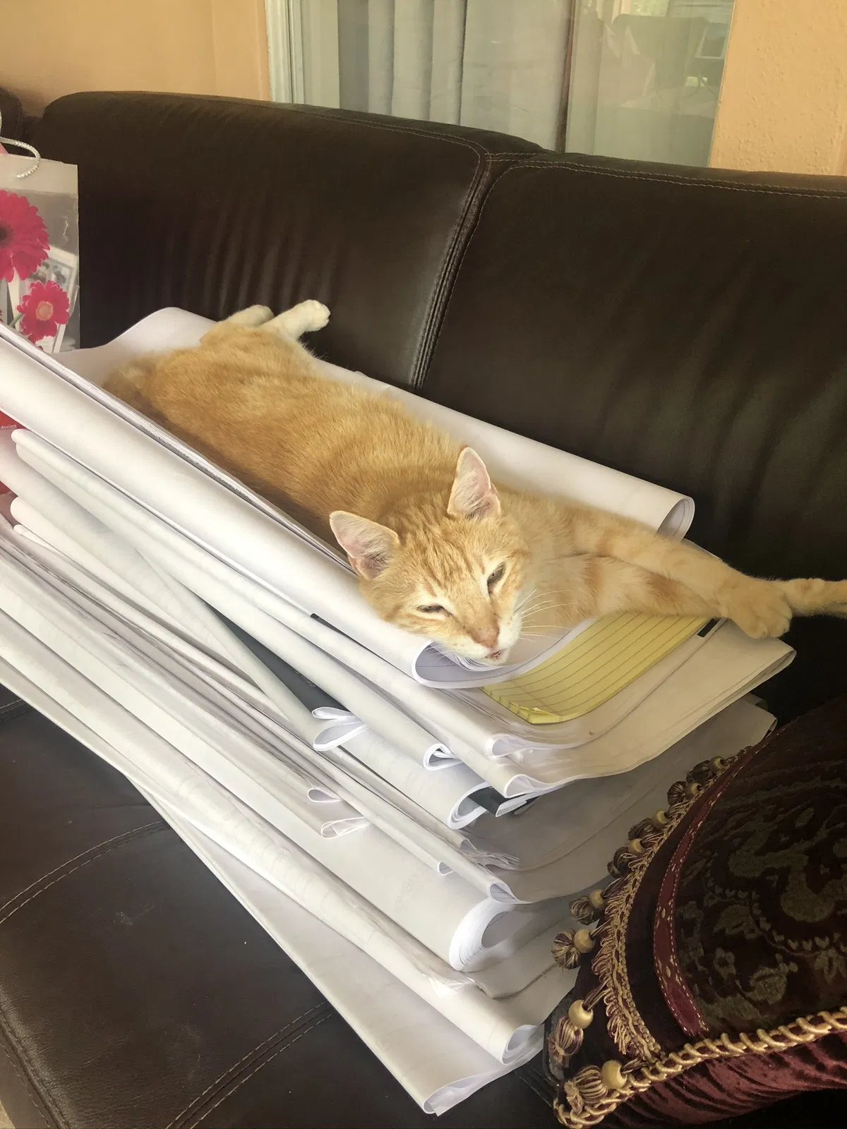 Lost cat in San Antonio, TX, 78247