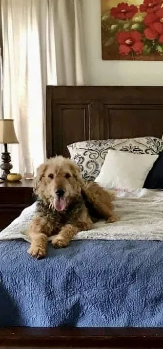 Lost dog in Waskom, TX, 75692