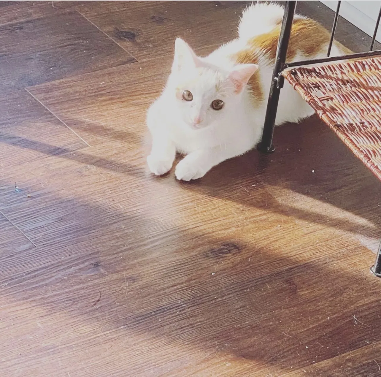 Lost cat in Athens, GA, 30605