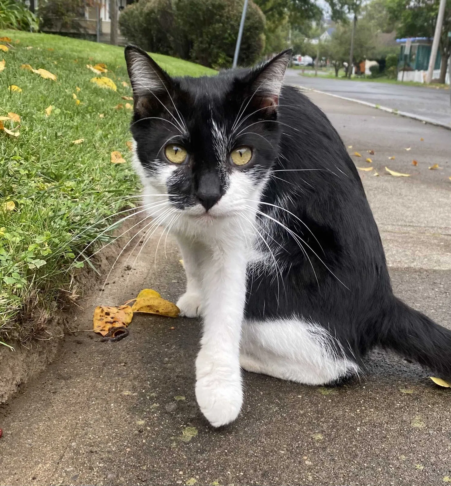 Found cat in Syracuse, NY, 13203
