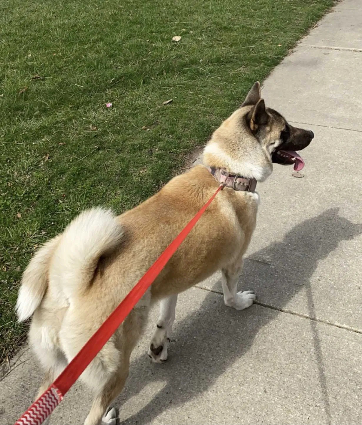 Lost dog in Cleveland, OH, 44109