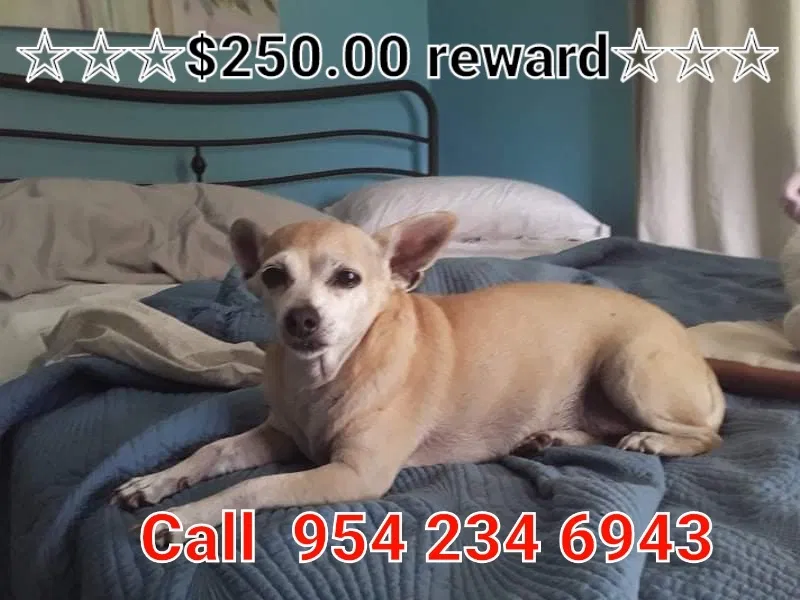 Lost dog in Pompano Beach, FL, 33064