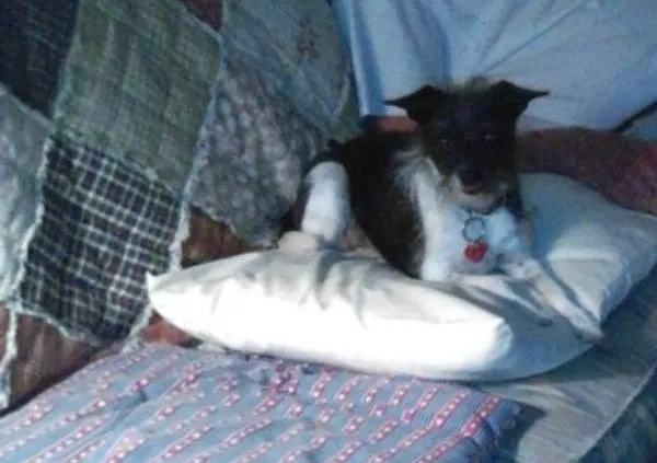 Lost dog in Kuna, ID, 83634