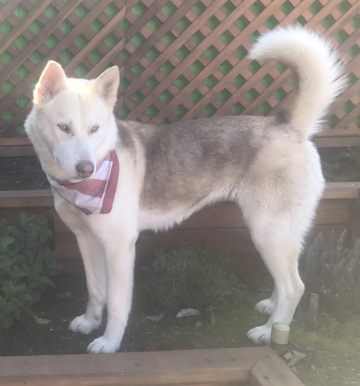 Lost dog in Fresno, CA, 93727