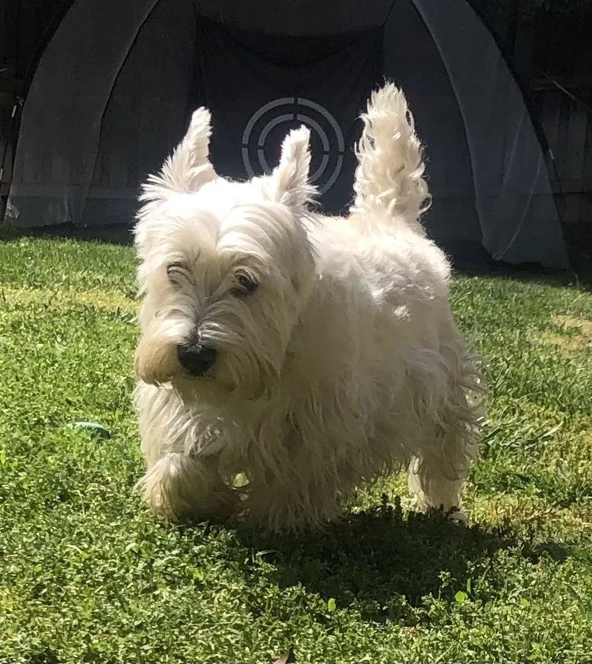 Lost dog in Fresno, CA, 93727
