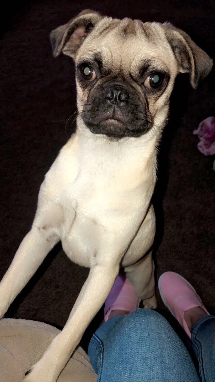 Lost dog in Riverbank, CA, 95367