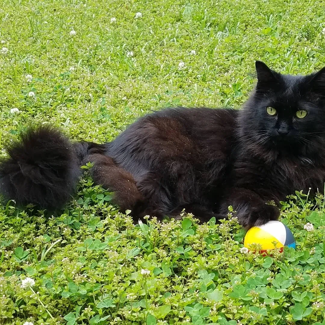 Lost cat in Atlanta, GA, 30345