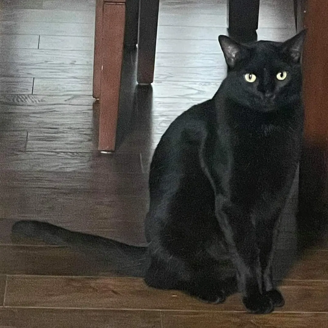 Lost cat in Haslet, TX, 76052
