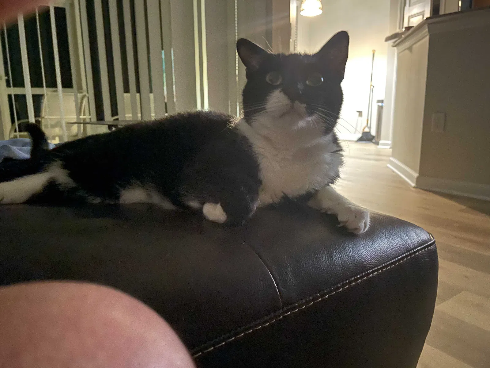 Lost cat in Jacksonville, FL, 32256