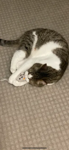 Lost cat in Malibu, CA, 90265