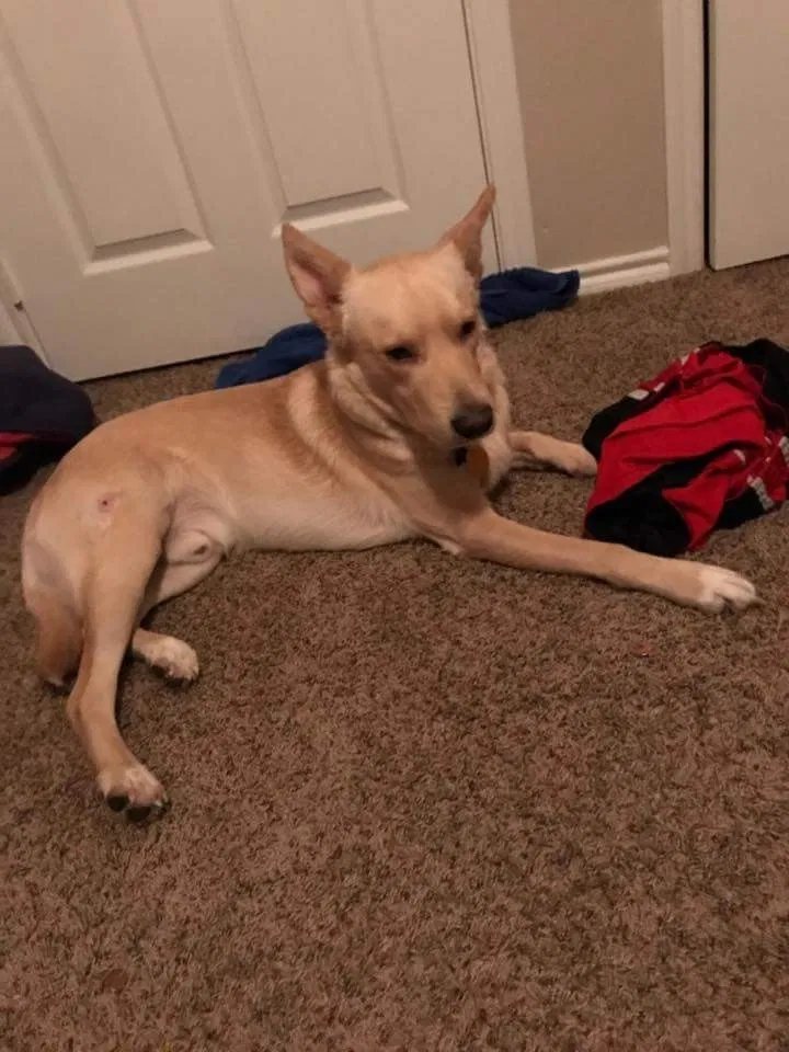 Lost dog in Augusta, GA, 30906