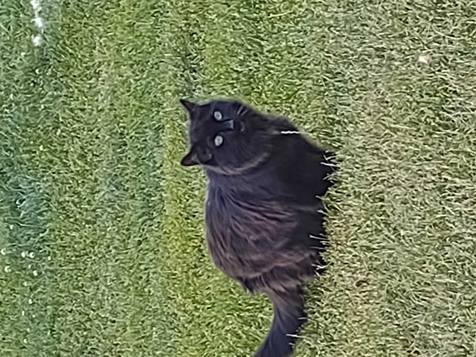 Lost cat in Hudson, WI, 54016