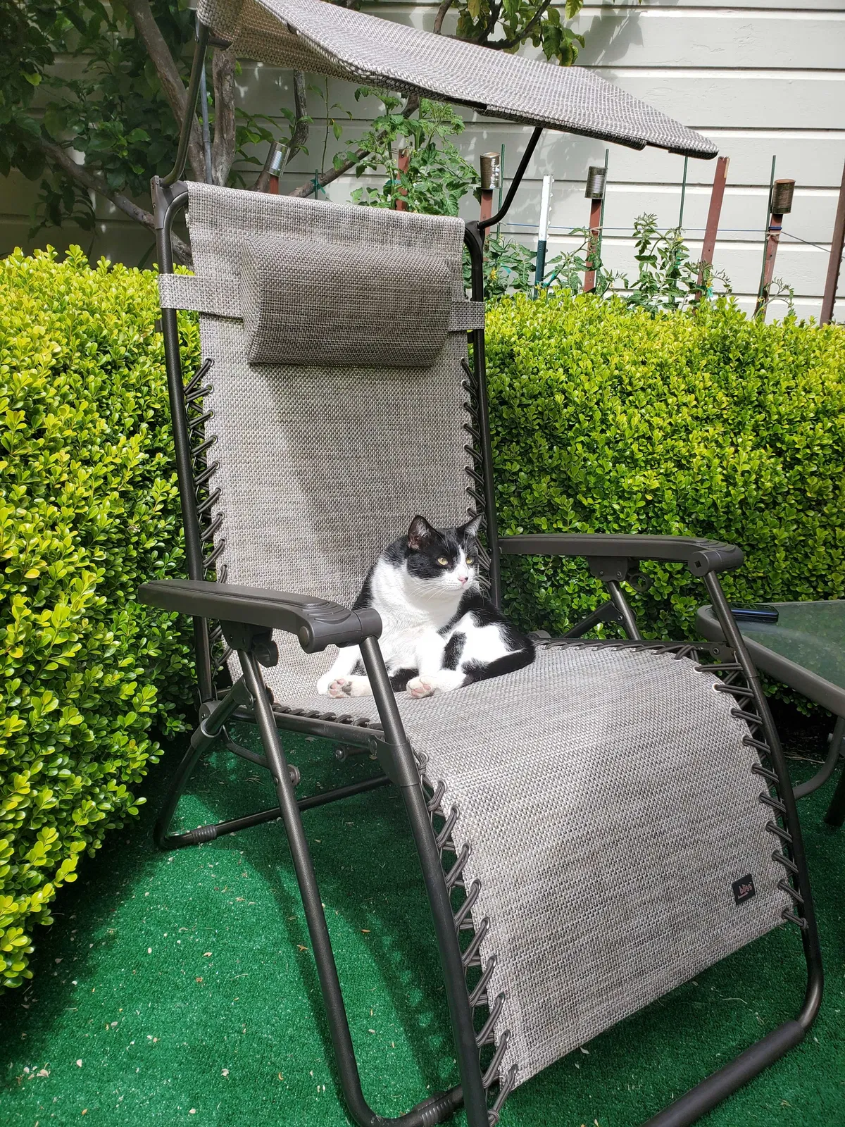 Lost cat in San Francisco, CA, 94123