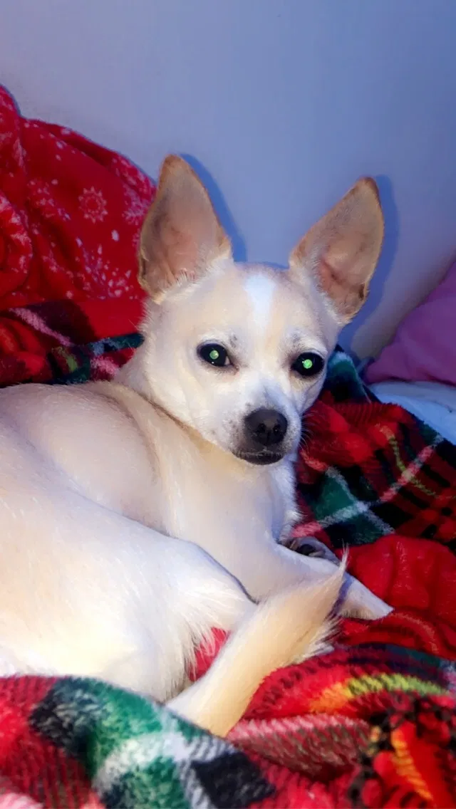 Lost dog in Phoenix, AZ, 85021
