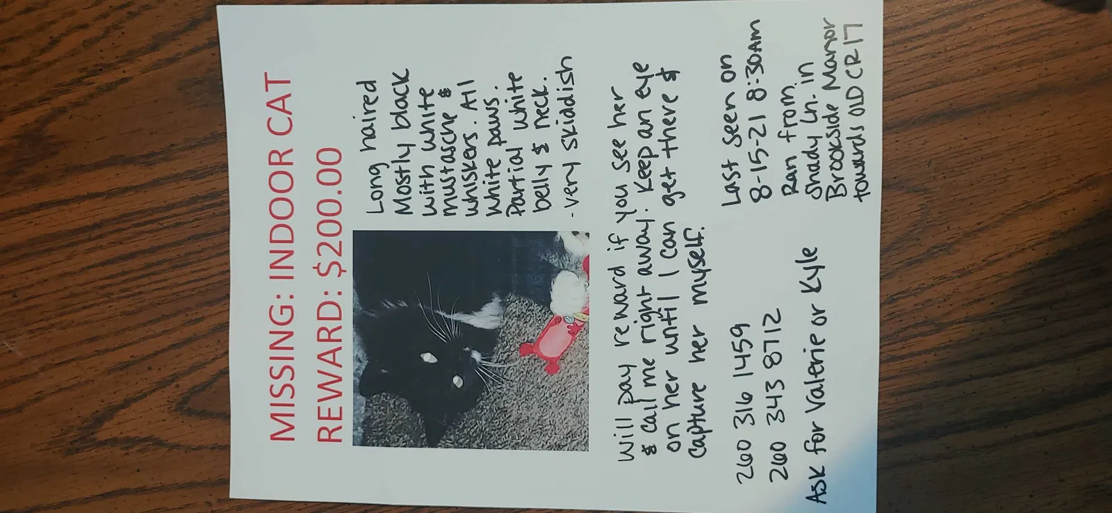Lost cat in Goshen, IN, 46526