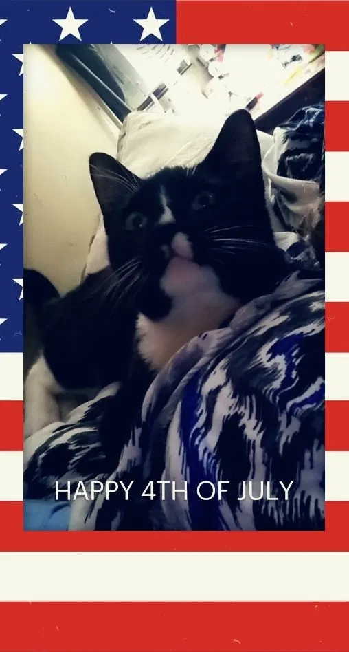 Lost cat in Lugoff, SC, 29078