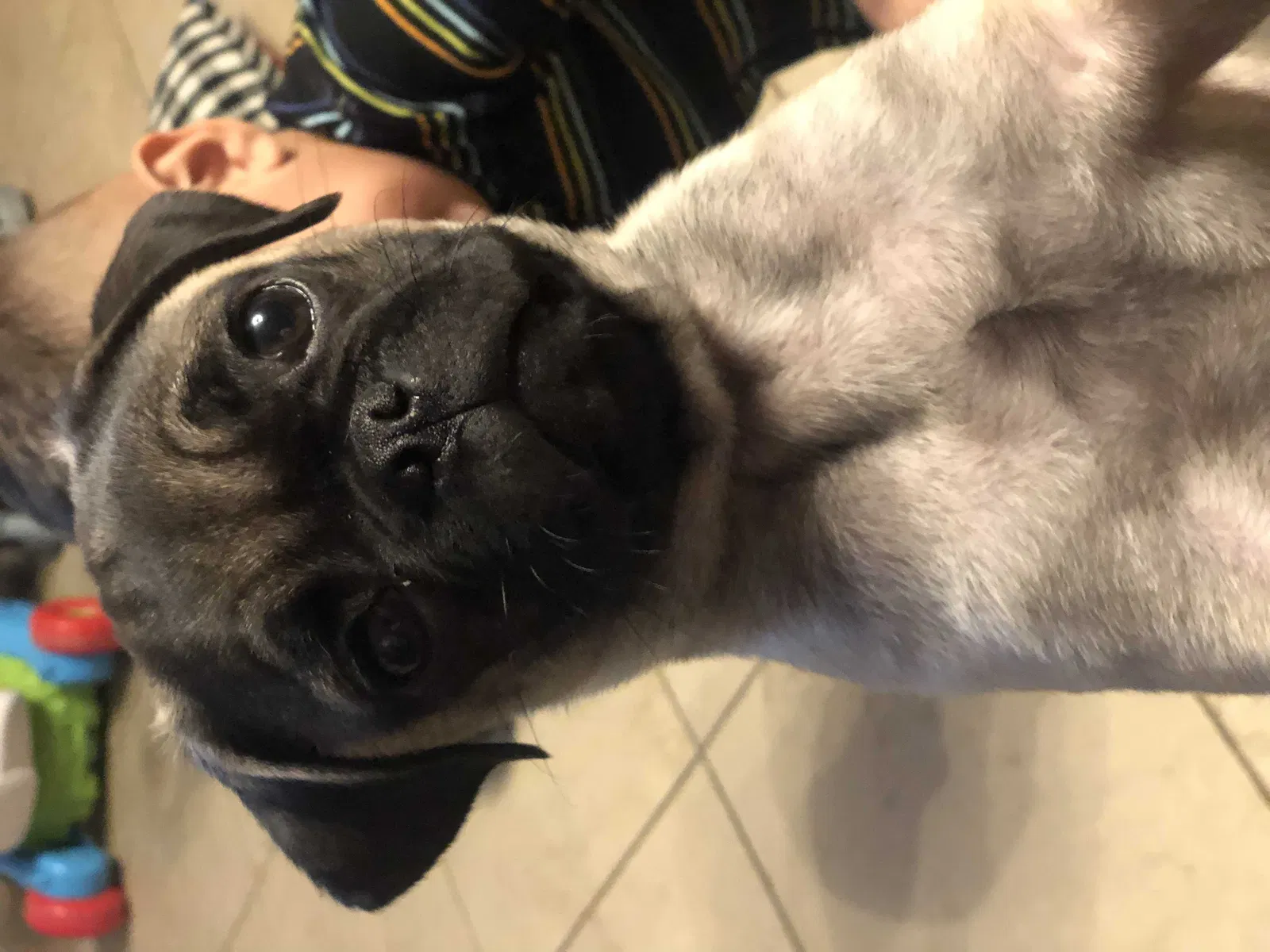 Lost dog in Elmendorf, TX, 78112