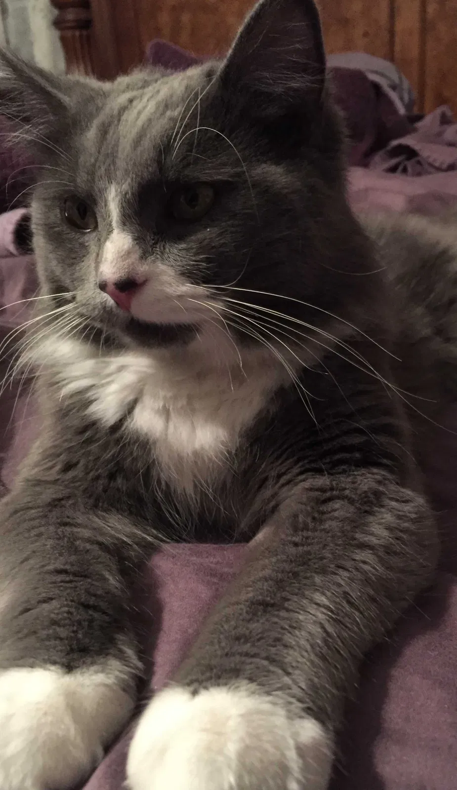 Lost cat in Milwaukee, WI, 53223