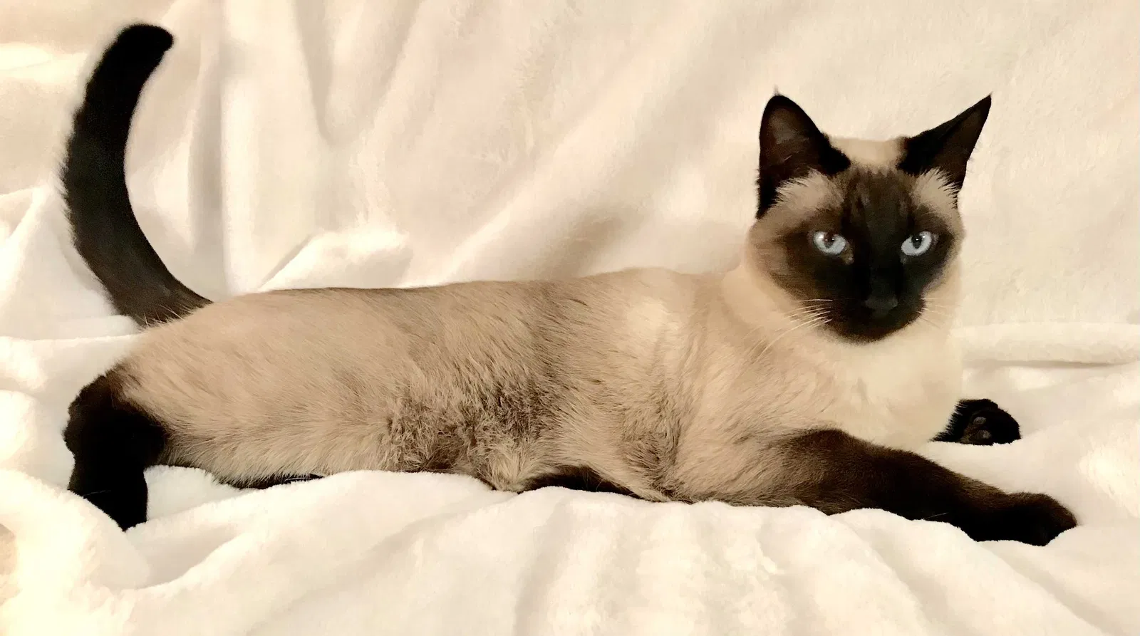 Lost cat in Rosendale, NY, 12472