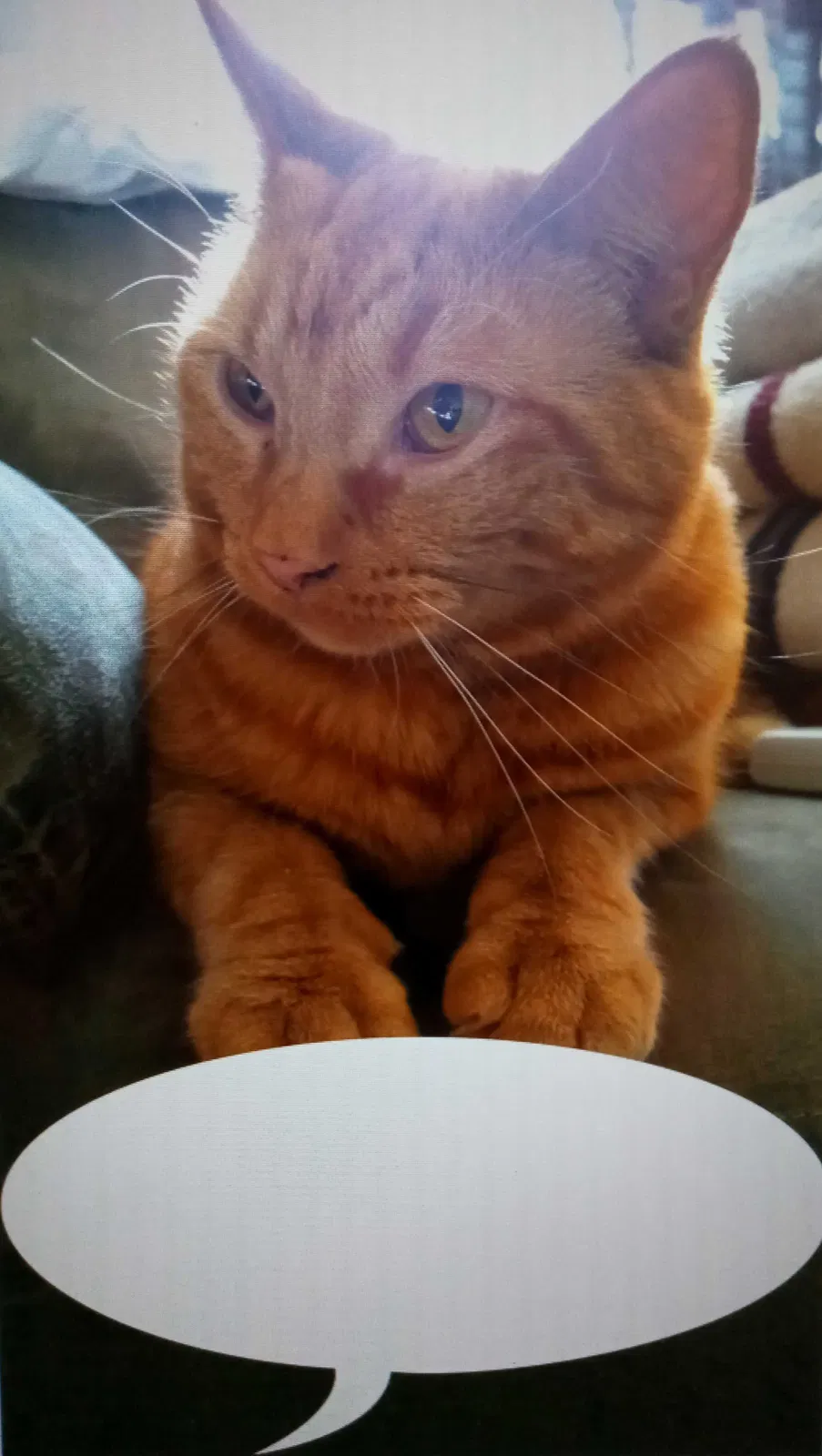 Lost cat in Reno, NV, 89509