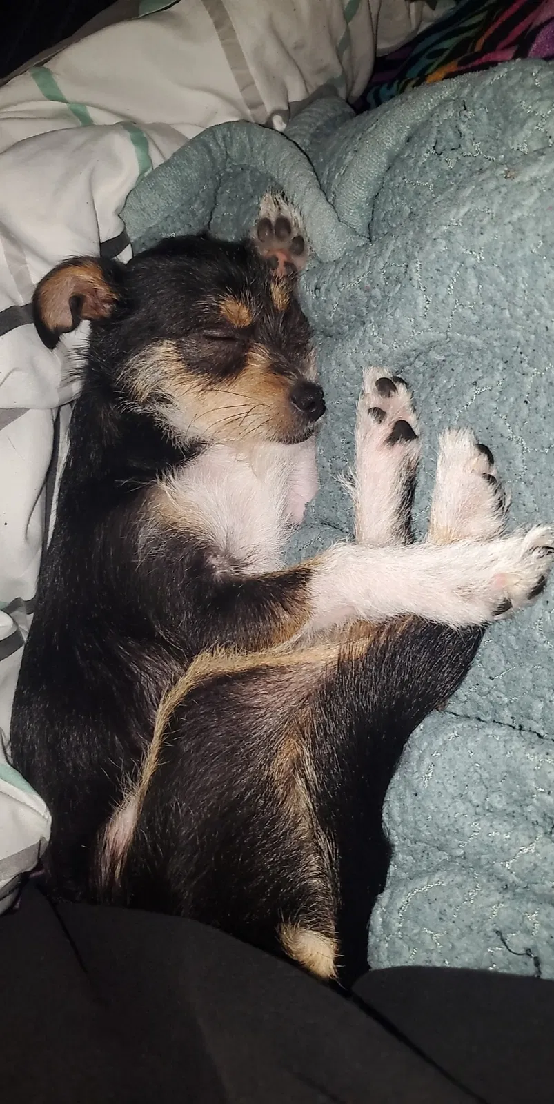 Lost dog in Vallejo, CA, 94591