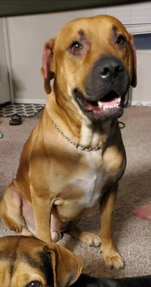 Lost dog in New Braunfels, TX, 78130