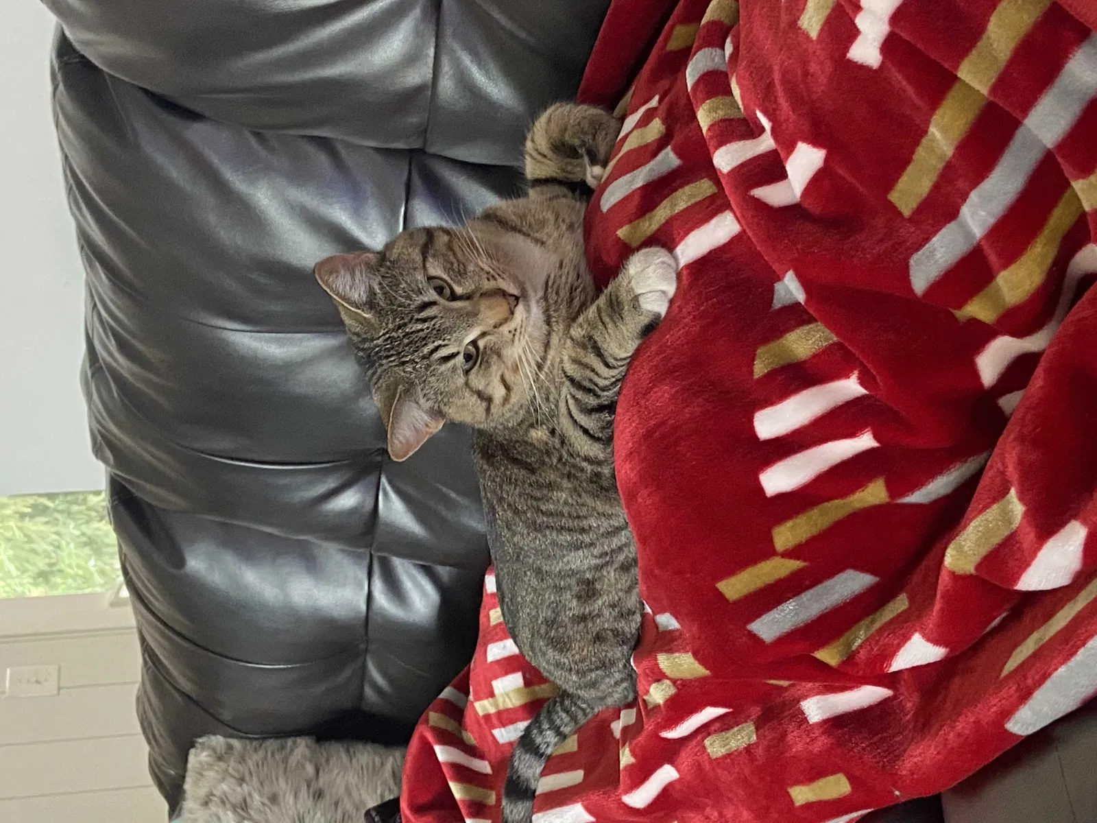 Lost cat in Castro Valley, CA, 94546