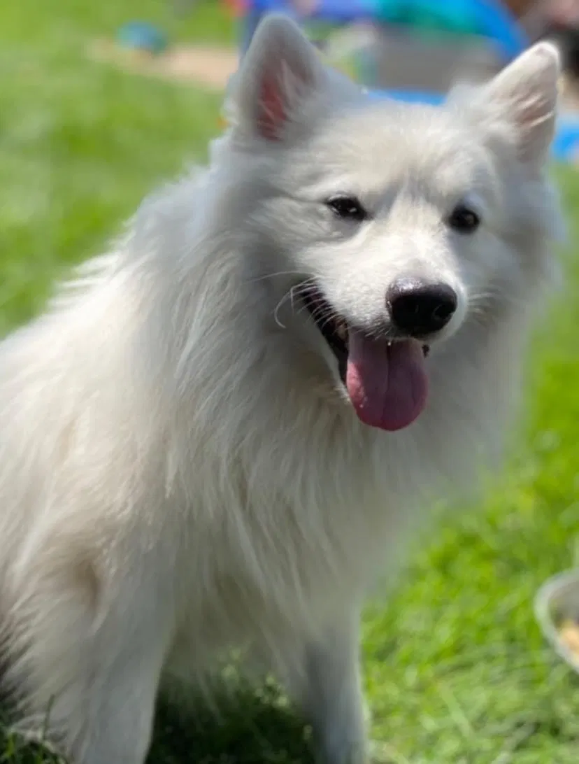 Lost dog in Ogden, UT, 84404