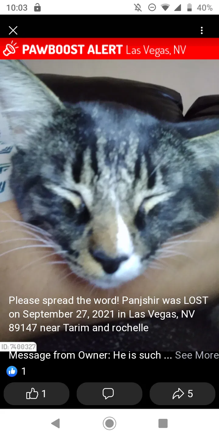 Lost cat in Las Vegas, NV, 89147