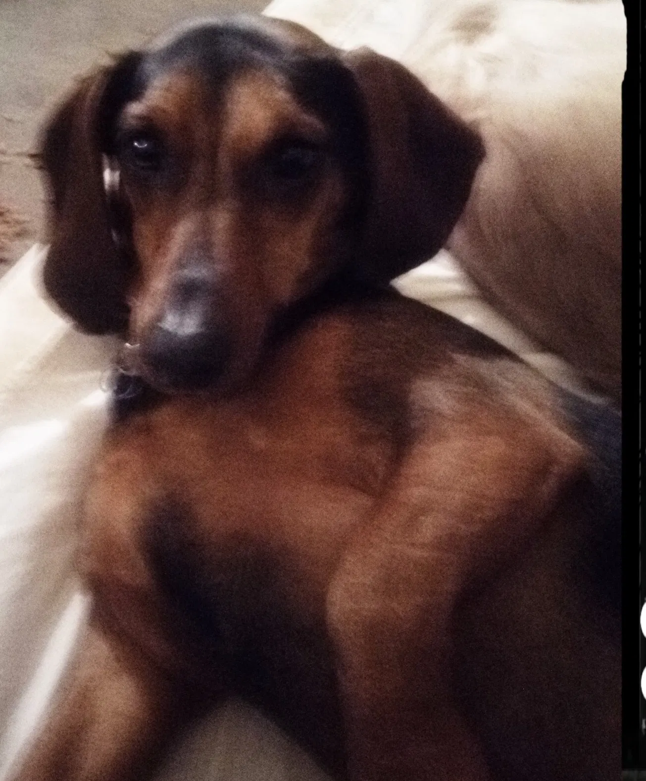 Lost dog in Tulsa, OK, 74137