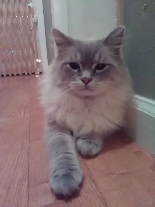Lost cat in Milford, OH, 45150