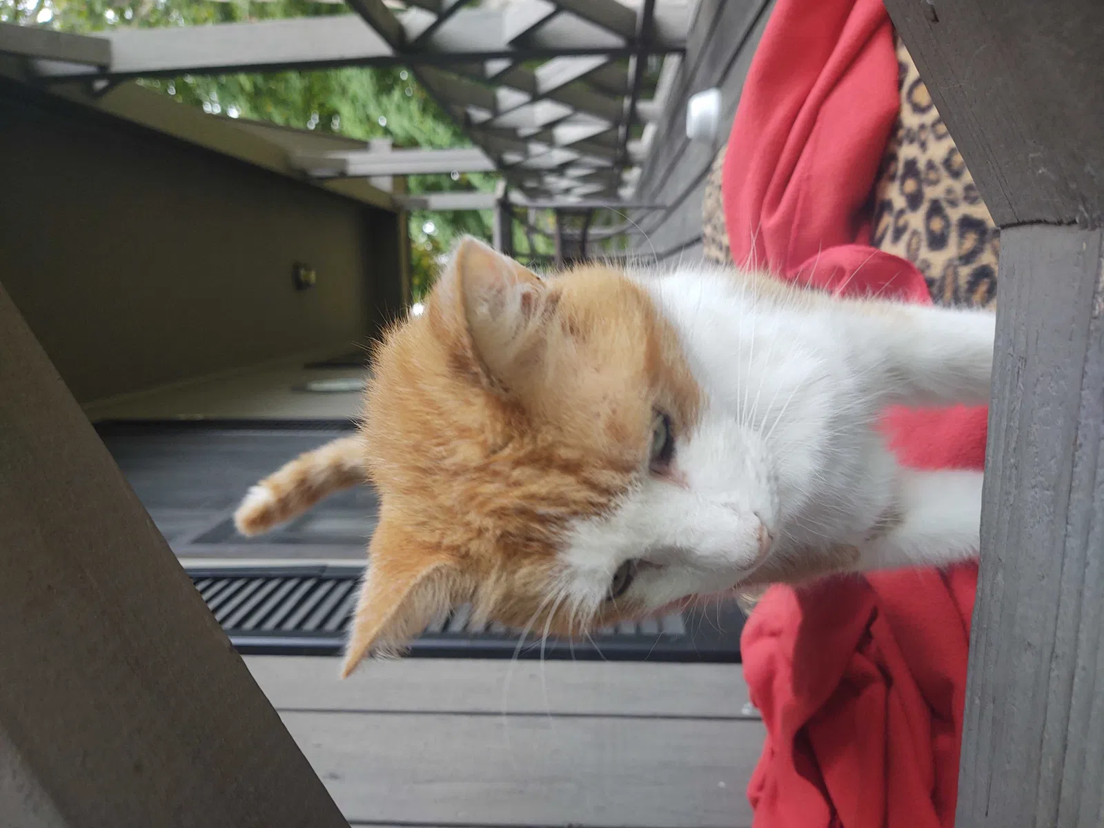 Found cat in Unknown, WV, 25891
