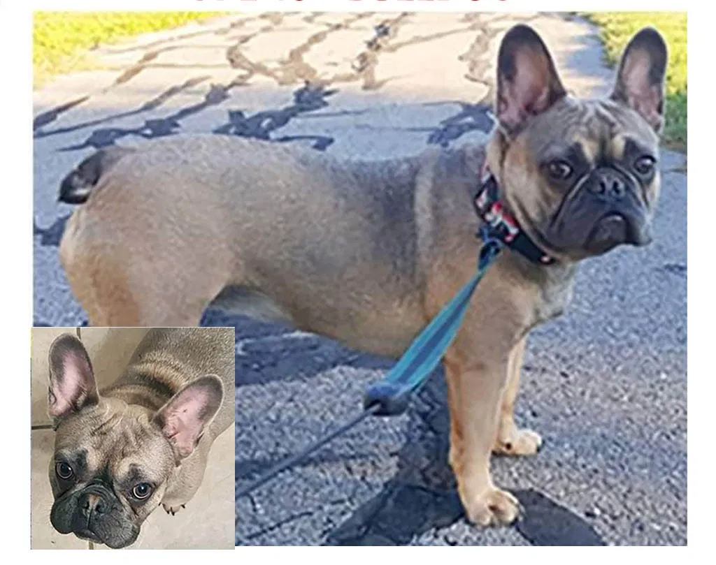 Lost dog in Rosemead, CA, 91770