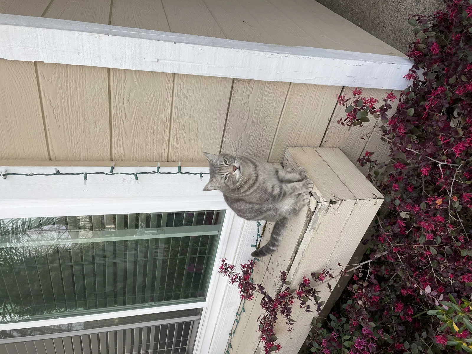 Lost cat in Fresno, CA, 93720
