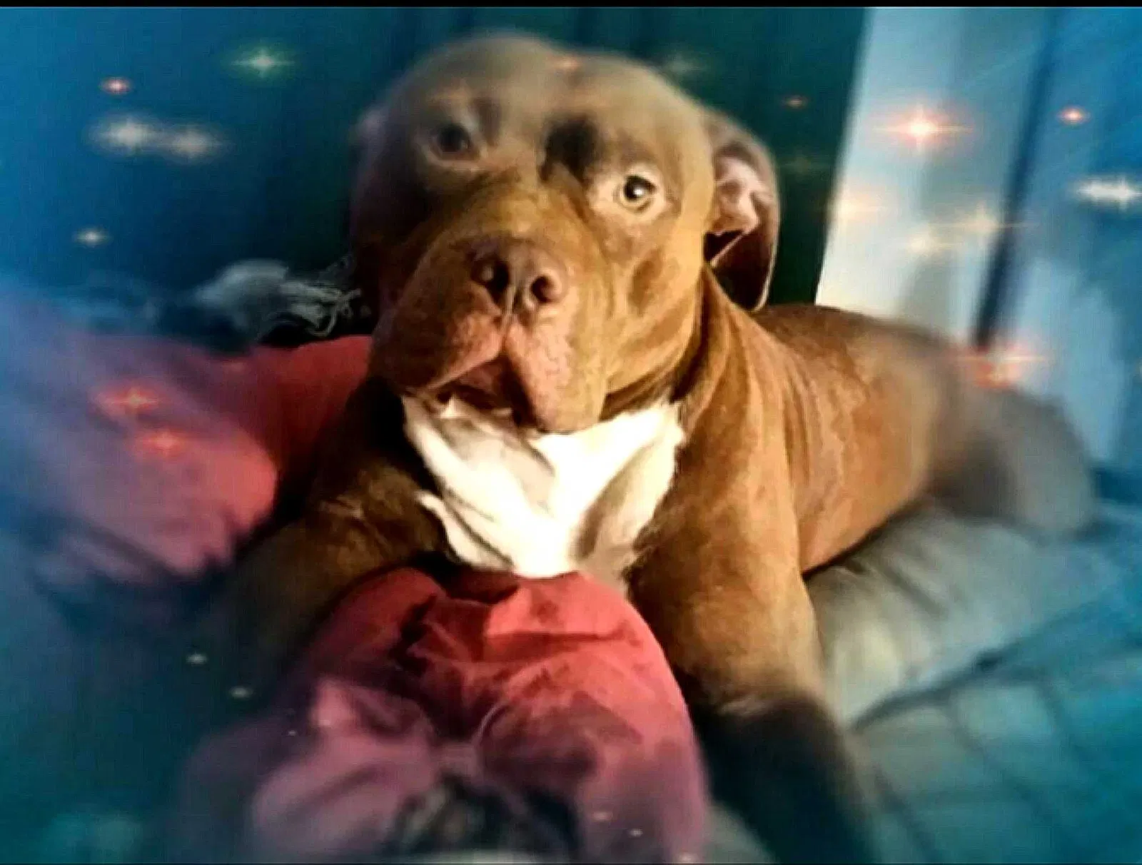 Lost dog in Webster, FL, 33597