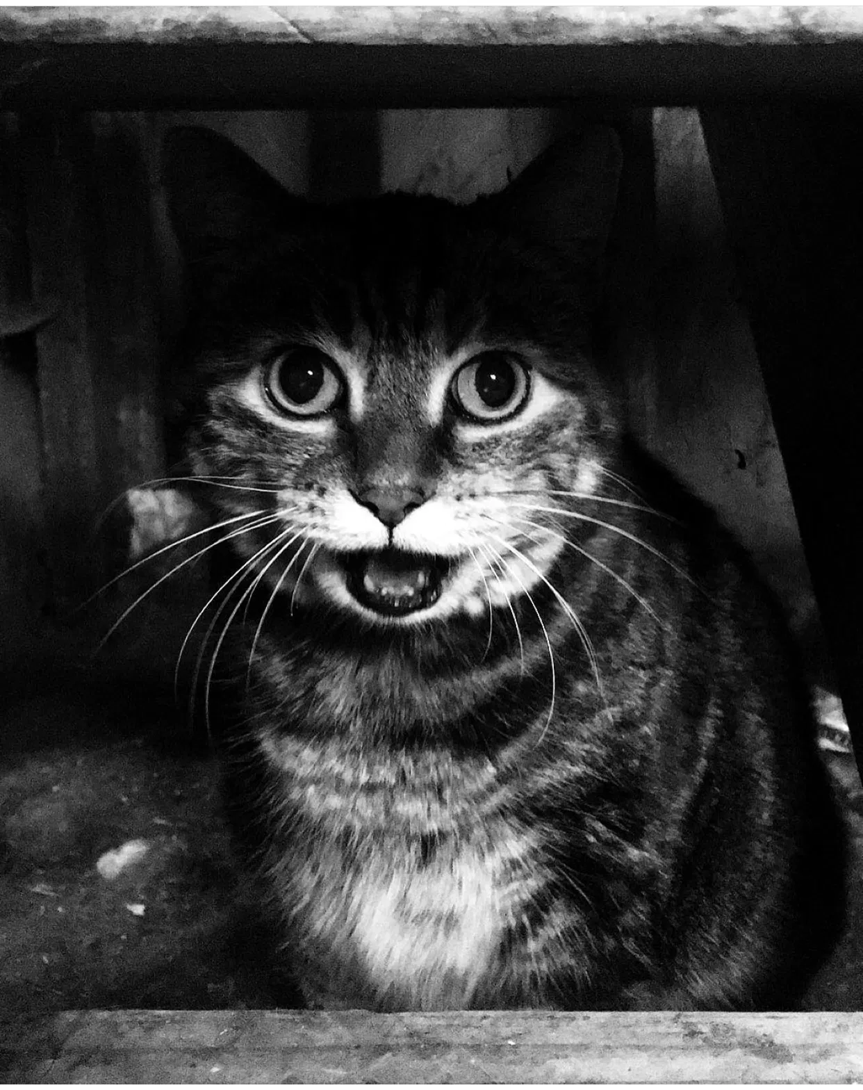 Lost cat in Lansing, KS, 66043